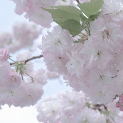 兽设晴天场景设计FurryQQ群